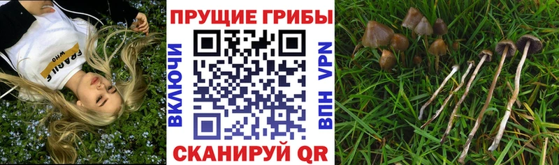 как найти   Вельск  hydra как зайти  Галлюциногенные грибы мицелий 